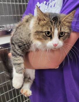 Rescue Domestic Medium Hair Cats for Adoption in Hopkinsville, Kentucky - Sweet Girl | PetCurious