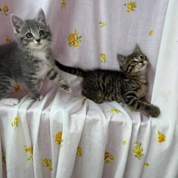 Siberian and British Shorthair Cats Available for Adoption in Mount Vernon, Illinois - Chiclets And Zebra Stripe | PetCurious