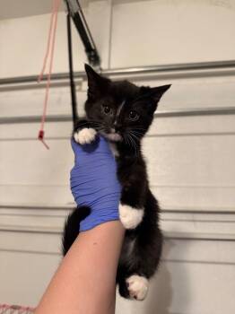 Domestic Short Hair Cats Available for Adoption - Penne | PetCurious