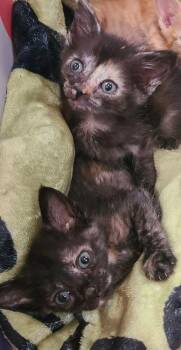 Ruby -  Domestic Short Hair Cat for Adoption in Alafaya, Florida - Ruby | PetCurious