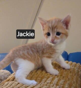 Rescue Domestic Short Hair Cats for Adoption in Telford, Pennsylvania - Jacki (Lehigh Litter) | PetCurious