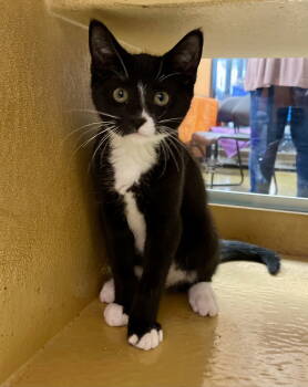 Rescue Domestic Short Hair Cats for Adoption in Greenwich Township, New Jersey - Jinx | PetCurious