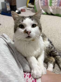 Rescue Domestic Medium Hair Cats for Adoption in Winnipeg, Manitoba - Derwood | PetCurious