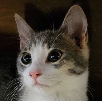 Rescue Domestic Short Hair Cats for Adoption in Verona, Wisconsin - Lena | PetCurious