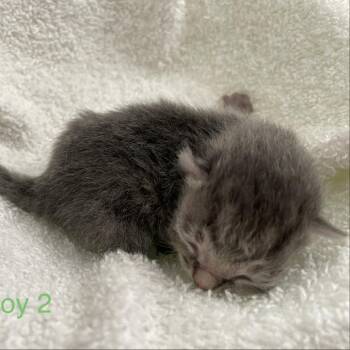 Bart -  Domestic Short Hair Cat for Adoption in Tuscaloosa, Alabama - Bart | PetCurious