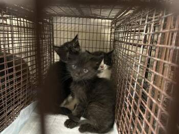 A612127 -  Domestic Short Hair Cat for Adoption in Modesto, California - A612127 | PetCurious