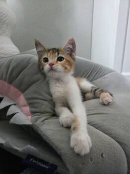 Kiele -  Domestic Short Hair Cat for Adoption in Millcreek, Utah - Kiele | PetCurious