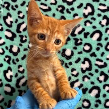 Pygmy -  Domestic Short Hair Cat for Adoption in San Antonio, Texas - Pygmy | PetCurious