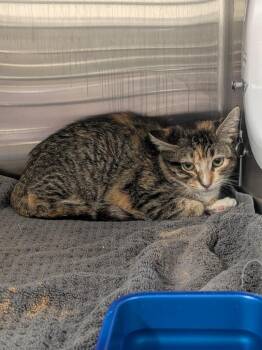 Beatrice -  Domestic Short Hair Cat for Adoption in Springfield, Tennessee - Beatrice | PetCurious