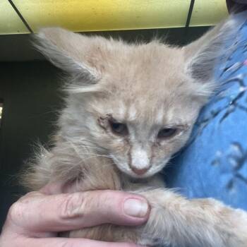 Muffin -  Domestic Medium Hair Cat for Adoption in Summerlee, West Virginia - Muffin | PetCurious