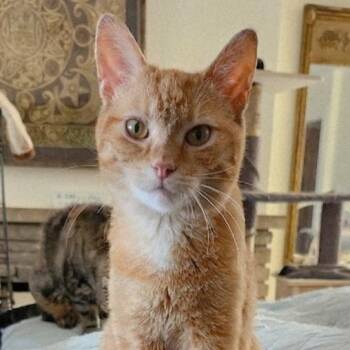 Domestic Short Hair and Extra Toes Cat Hemingway Polydactyl Cats Available for Adoption in Toronto, Ontario - Orestes | PetCurious