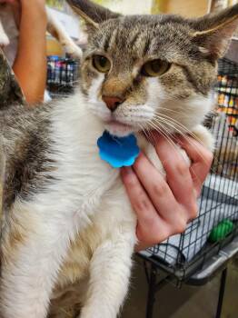 Rescue Domestic Short Hair Cats for Adoption in Zimmerman, Minnesota - Betsy | PetCurious