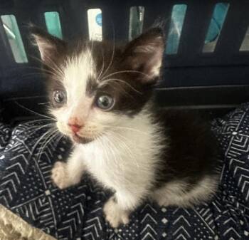 Bronson -  Domestic Short Hair Cat for Adoption in Vallejo, California - Bronson | PetCurious