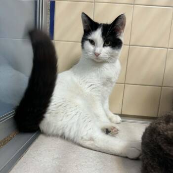 Rescue Domestic Short Hair Cats for Adoption in Waterloo, Iowa - Mahhgret | PetCurious