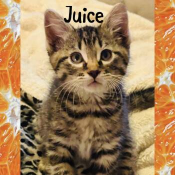 Juice -  Domestic Short Hair Cat for Adoption in Red Lodge, Montana - Juice | PetCurious