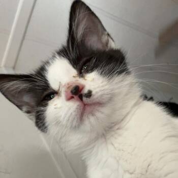 Groovy -  Domestic Short Hair Cat for Adoption in Talent, Oregon - Groovy | PetCurious