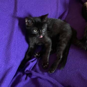 Michael (k2026) -  Domestic Short Hair Cat for Adoption in Skokie, Illinois - Michael (k2026) | PetCurious