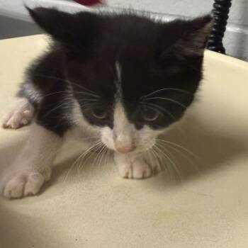 Clove -  Domestic Short Hair Cat for Adoption in Greenville, South Carolina - Clove | PetCurious