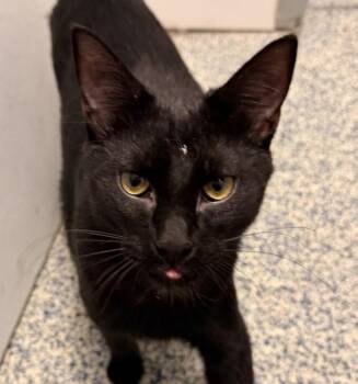 Roman -  Domestic Short Hair Cat for Adoption in Golden, Colorado - Roman | PetCurious