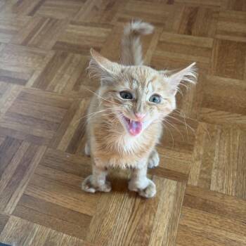 Fleecy -  Domestic Medium Hair Cat for Adoption in New York, New York - Fleecy | PetCurious