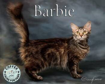 Rescue Domestic Long Hair Cats for Adoption in Douglas, Georgia - Barbie | PetCurious