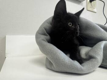 Rescue Domestic Short Hair Cats for Adoption in Lawrenceville, Georgia - Apple Cider | PetCurious