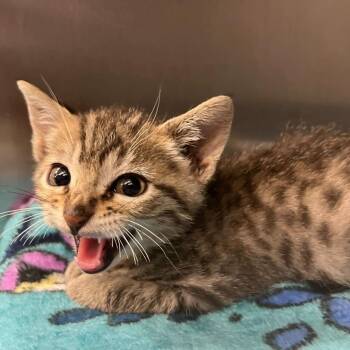 Bart Harley Jarvis -  Domestic Short Hair Cat for Adoption in Los Angeles, California - Bart Harley Jarvis | PetCurious