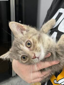 Regina -  Domestic Short Hair Cat for Adoption in Island Lake, Illinois - Regina | PetCurious