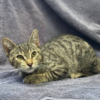 Rescue Domestic Short Hair Cats for Adoption in Long Beach, California - Sweet Roll | PetCurious