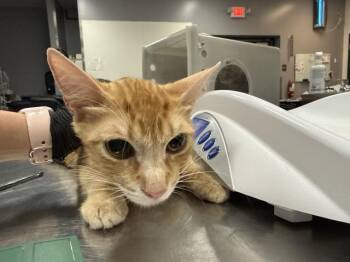 A1927486 -  Domestic Short Hair Cat for Adoption in Thousand Palms, California - A1927486 | PetCurious