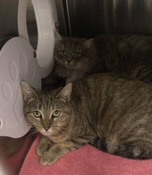 Tabby Cats Available for Adoption - Biscuit And Pot Pie | PetCurious