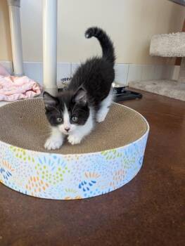 Iggy -  Domestic Short Hair Cat for Adoption in Salinas, California - Iggy | PetCurious