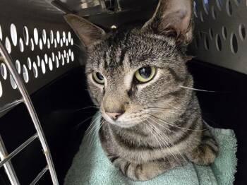VANILLA -  Domestic Short Hair Cat for Adoption in Aliquippa, Pennsylvania - VANILLA | PetCurious