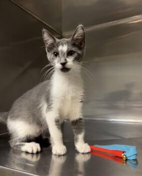 Skallywag -  Domestic Short Hair and Russian Blue Cat for Adoption in Montville, New Jersey - Skallywag | PetCurious