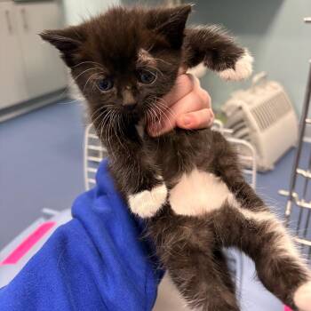Nutty -  Domestic Short Hair Cat for Adoption in Greensboro, North Carolina - Nutty | PetCurious