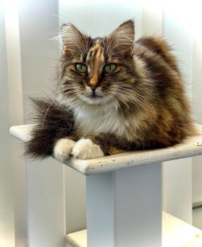 Luscious -  Domestic Short Hair Cat for Adoption in Thousand Oaks, California - Luscious | PetCurious