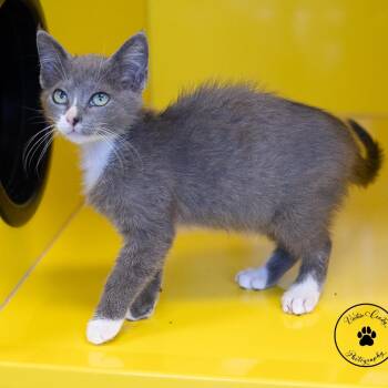 Harper -  Domestic Medium Hair Cat for Adoption in Abilene, Texas - Harper | PetCurious
