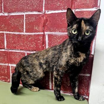 Rescue Domestic Short Hair Cats for Adoption in Laredo, Texas - Calci | PetCurious