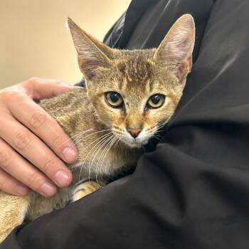 Solar -  Domestic Short Hair Cat for Adoption in Austin, Texas - Solar | PetCurious