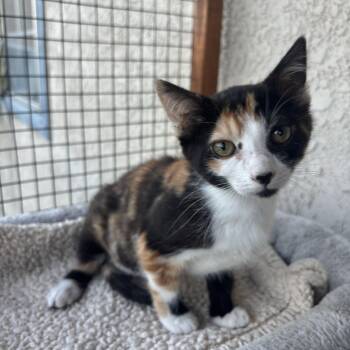 Willow -  Calico Cat Available for Adoption in Costa Mesa, California - Willow | PetCurious