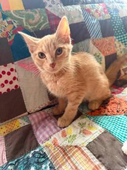Floyd -  Tabby Cat for Adoption in Marion, Indiana - Floyd | PetCurious