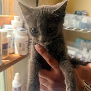 Domestic Short Hair Cats Available for Adoption in Corinth, Mississippi - Bubbles | PetCurious