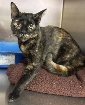 JOY -  Domestic Short Hair Cat for Adoption in South Lake Tahoe, California - JOY | PetCurious