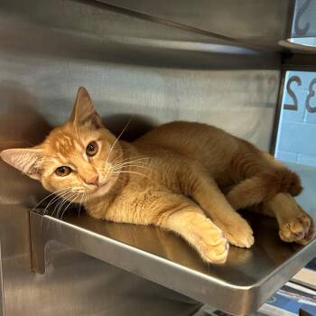 Cheeto A220855 -  Domestic Short Hair Cat for Adoption in Plano, Texas - Cheeto A220855 | PetCurious