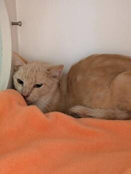 Nugget -  Domestic Short Hair Cat for Adoption in Fairfax, Virginia - Nugget | PetCurious