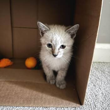Levi -  Domestic Short Hair Cat for Adoption in Cumming, Georgia - Levi | PetCurious