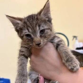 Ramona Flowers -  Domestic Short Hair Cat for Adoption in Lynchburg, Virginia - Ramona Flowers | PetCurious