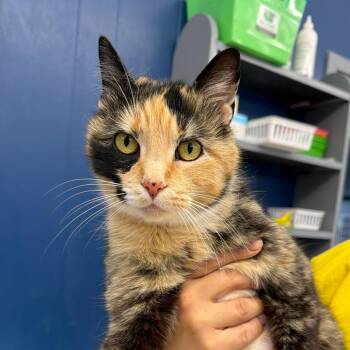 Domestic Short Hair Cats Available for Adoption in Summerlee, West Virginia - Elizabeth | PetCurious