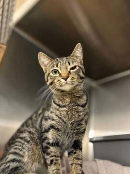 Virginia -  Domestic Short Hair Cat for Adoption in Verona, Wisconsin - Virginia | PetCurious