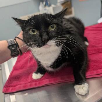 Camry -  Domestic Short Hair Cat for Adoption in New Castle, Delaware - Camry | PetCurious